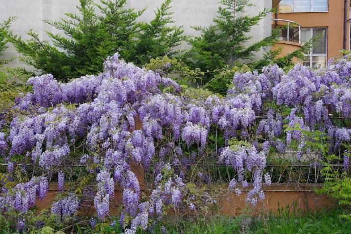 wisteria perennial flowers