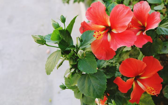 red hibiscus perennial flower
