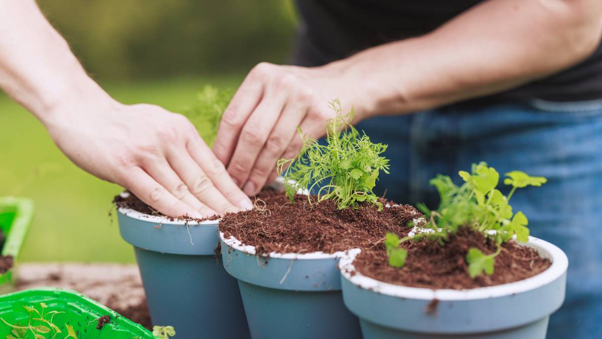 a gardener potting plants