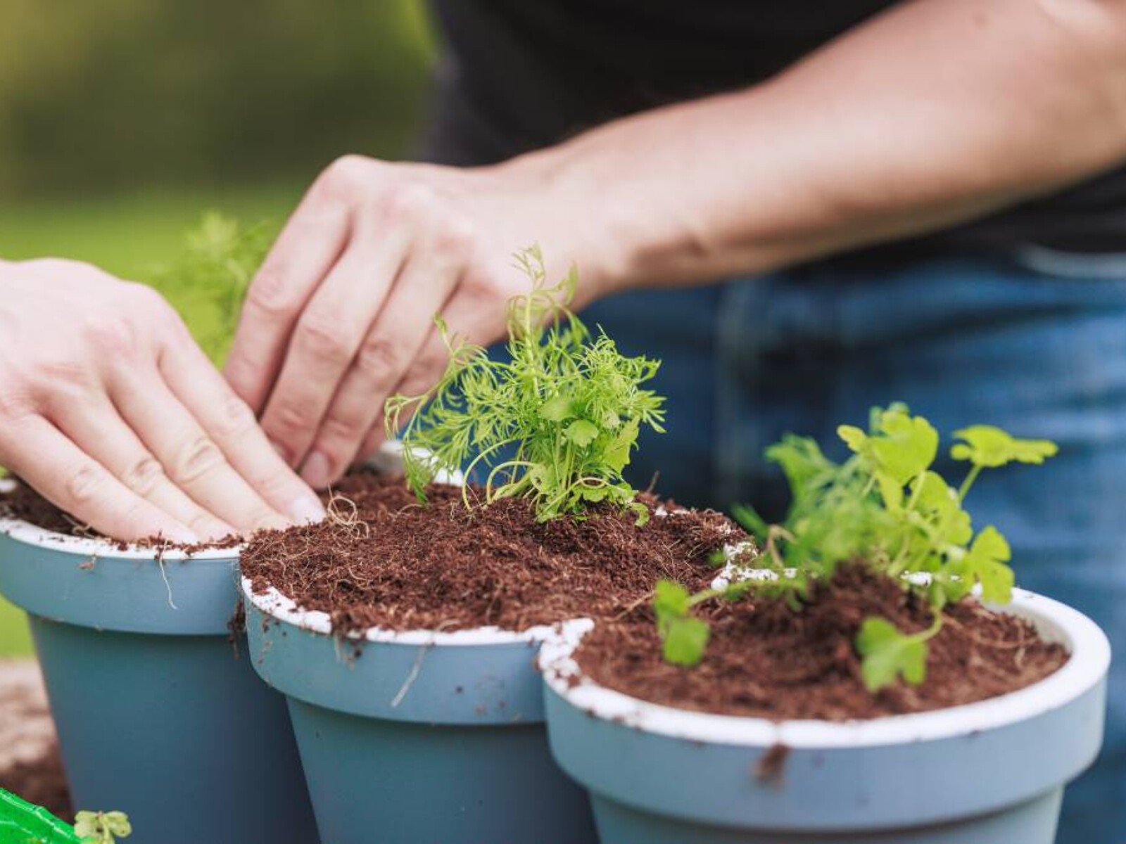 Potting Mix vs. Garden Soil: Which Is Best for Your Plants? | Airtasker US