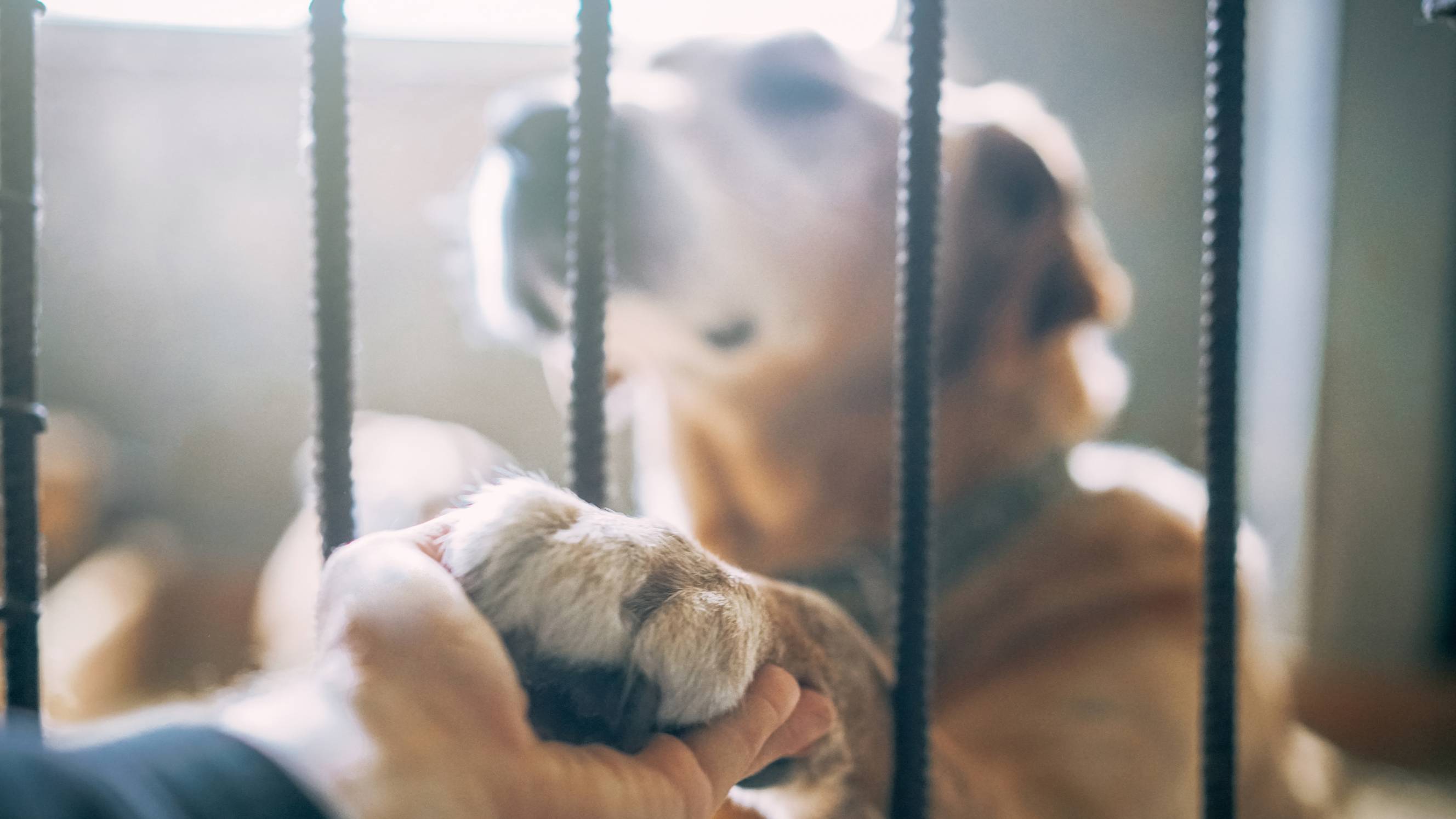 a man holding his dog's paw through a kennel lattice