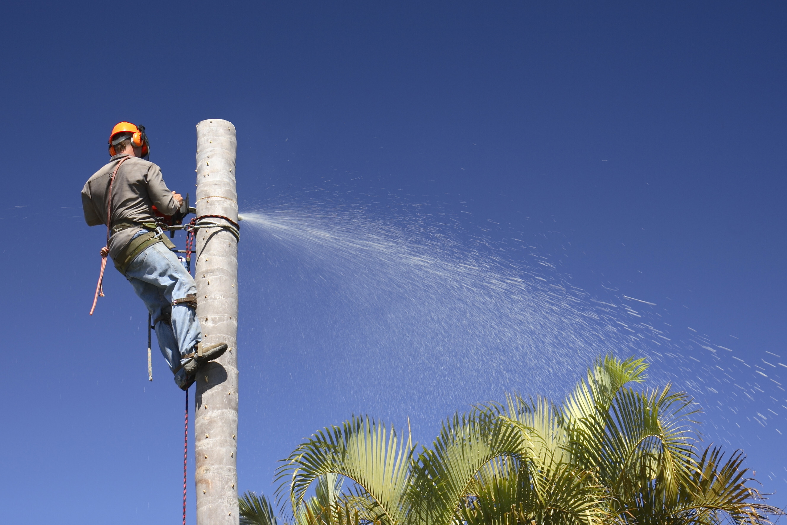 Tree lopper using a chainsaw to safely trim a tall tree under clear blue skies, highlighting expert tree lopping services near you.