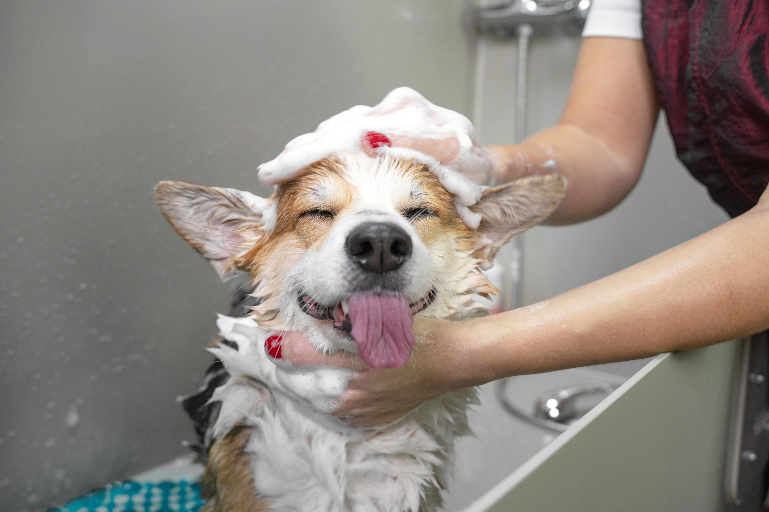 Professional dog washer bathing a happy corgi with shampoo, showcasing reliable dog washing services near you.