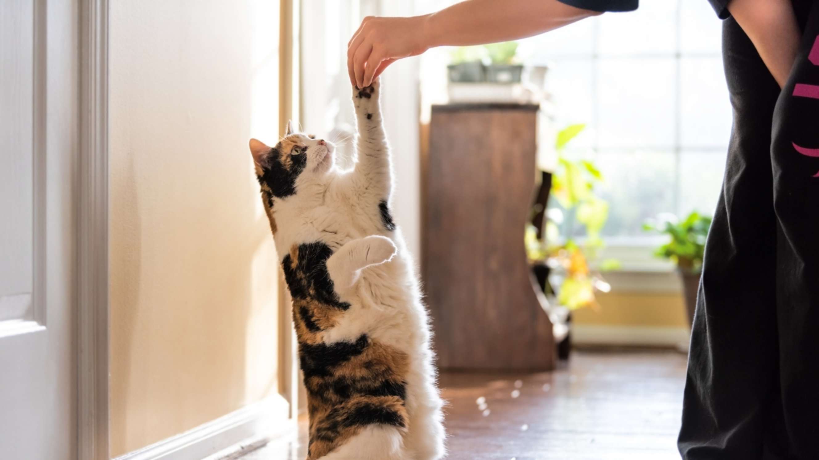 A cat standing on its hind legs, reaching out to a person's hand for a treat during a training session in a bright, sunlit room.