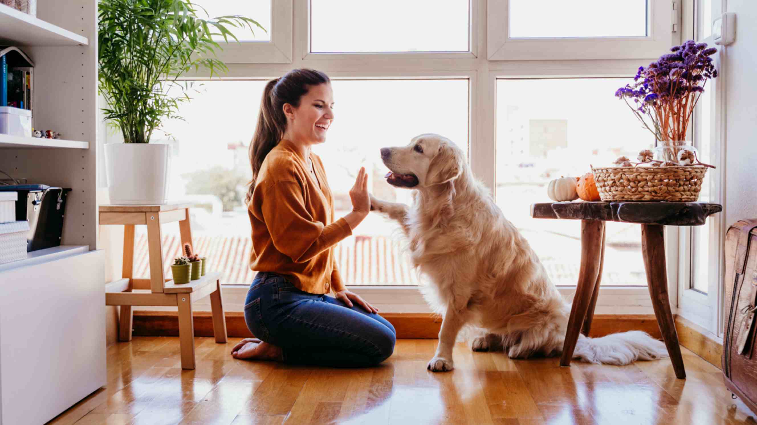 A cheerful woman giving a dog a high-five in a cosy, well-lit home, representing a friendly and comfortable dog boarding environment.