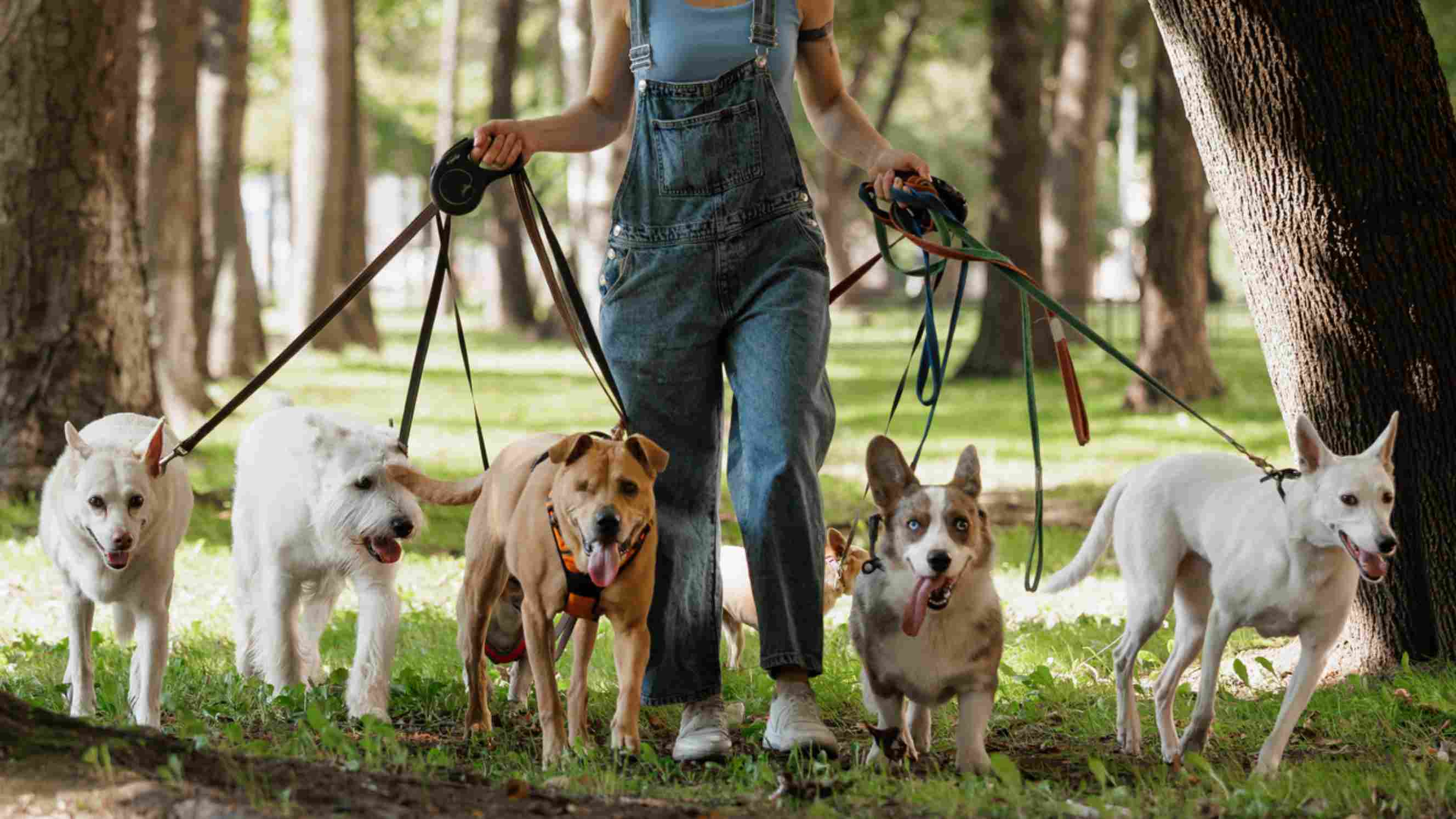 A dog walker in overalls leading a group of happy dogs on leashes through a lush park, representing a fun and active dog day care experience.