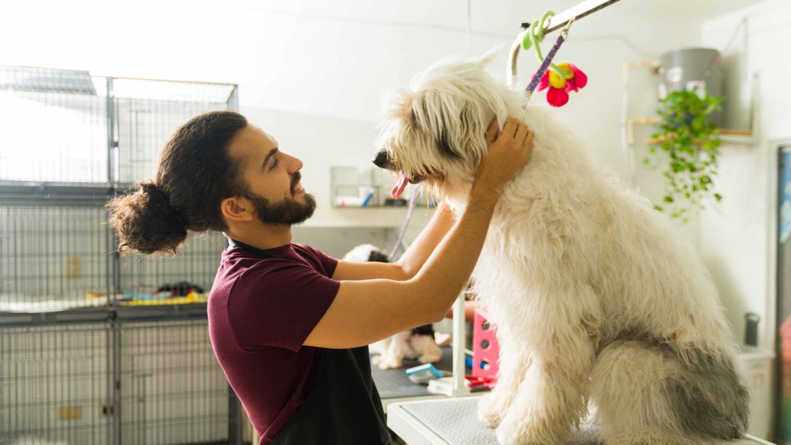 A professional dog groomer gently handling a large fluffy dog on a grooming table.