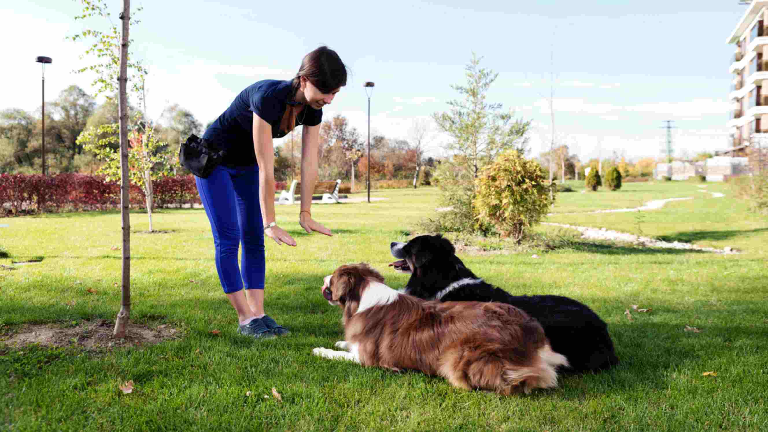 A professional dog trainer instructing two attentive dogs to stay during an outdoor training session in a sunny park.