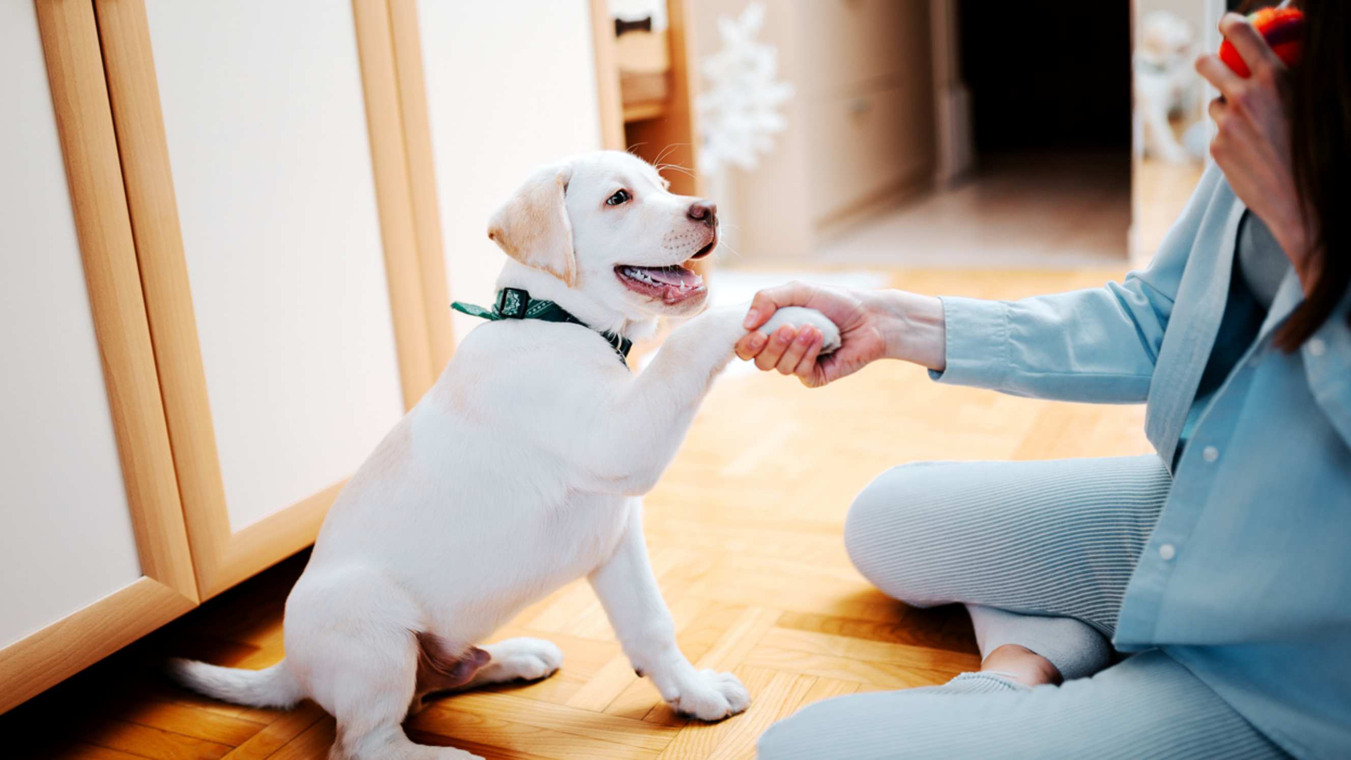 A happy puppy learning to shake hands during a positive reinforcement puppy training session indoors.