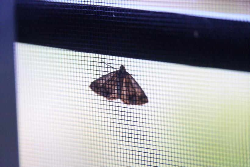 window screen installation - Close-up of a moth sitting on a newly installed window screen.