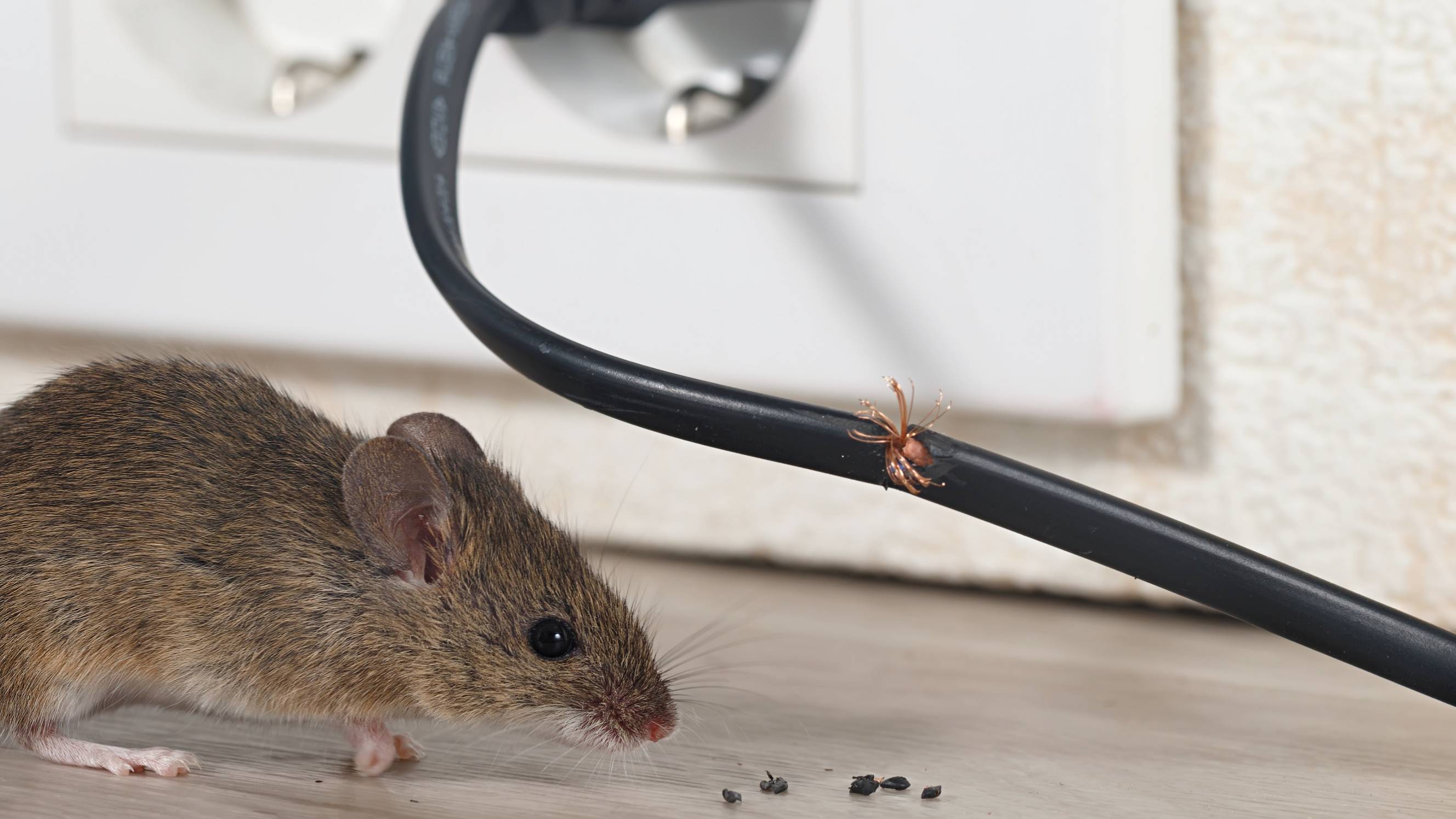 a mouse beside a chewed wire in a kitchen