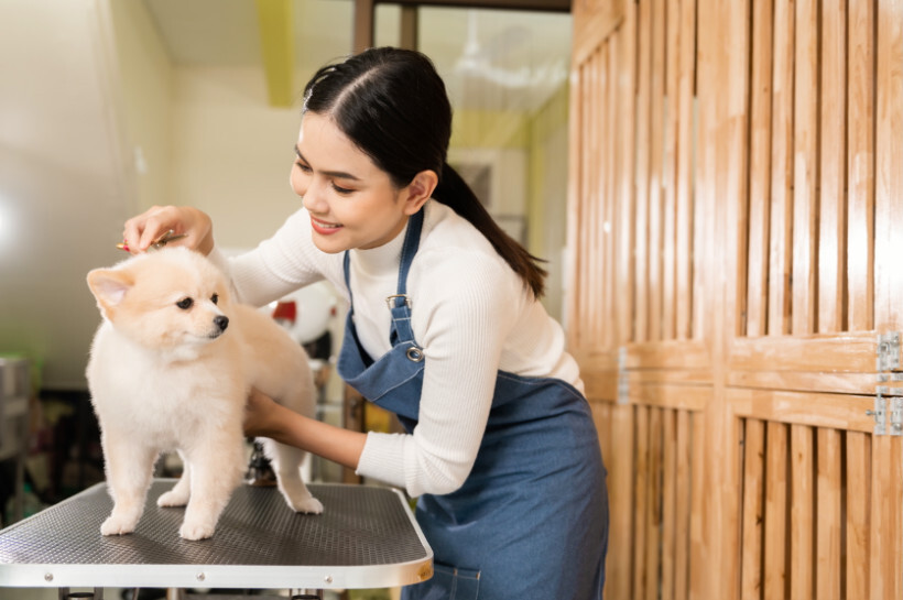 dog haircuts - A groomer carefully trims a small, fluffy white dog on a grooming table