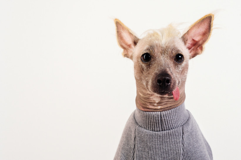 dog haircuts - Hairless dog with a mohawk hairstyle wearing a grey sweater