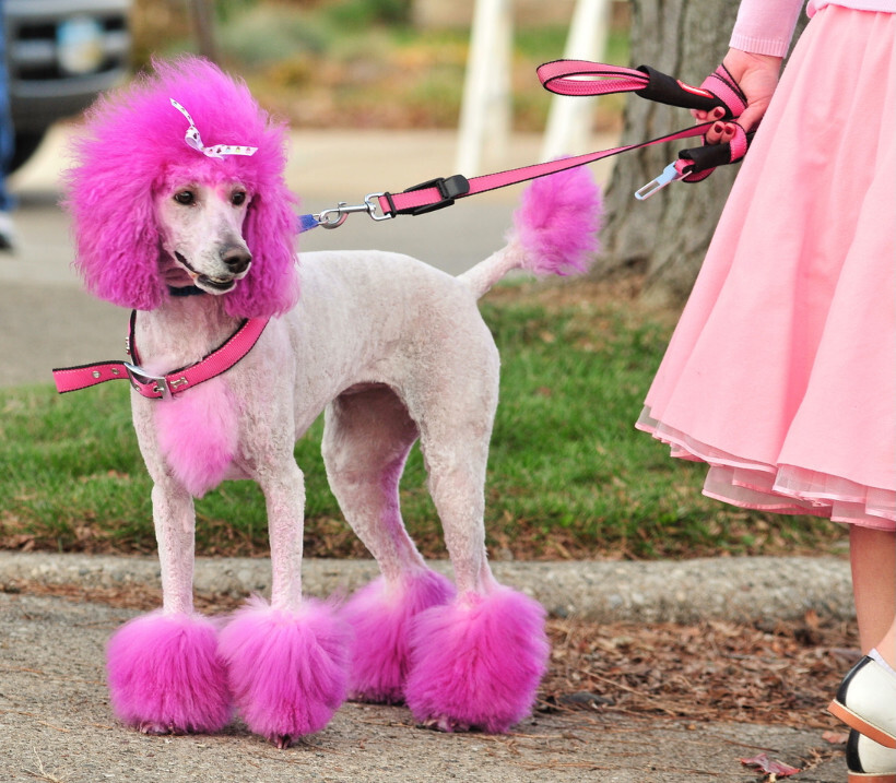 dog haircuts - Poodle with a vibrant pink Miami clip cut being walked on a leash