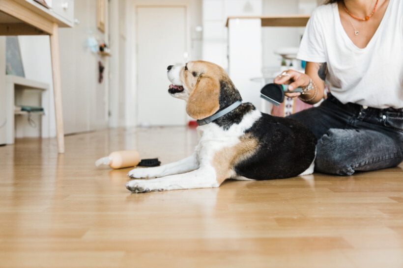 dog haircuts - Beagle getting groomed on the floor with grooming tools and toys around