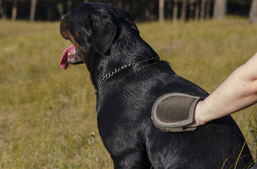 dog haircuts - Rottweiler being groomed outdoors with a grooming glove