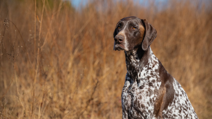 dog haircuts - German Shorthaired Pointer standing in a dry grass field looking attentive