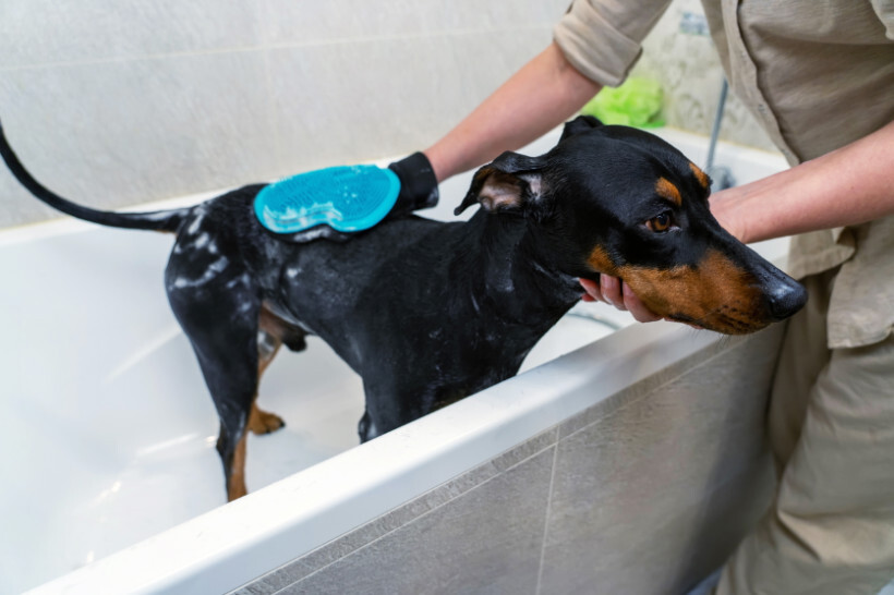 dog haircuts - Doberman Pinscher standing in a bathtub being groomed with a brush