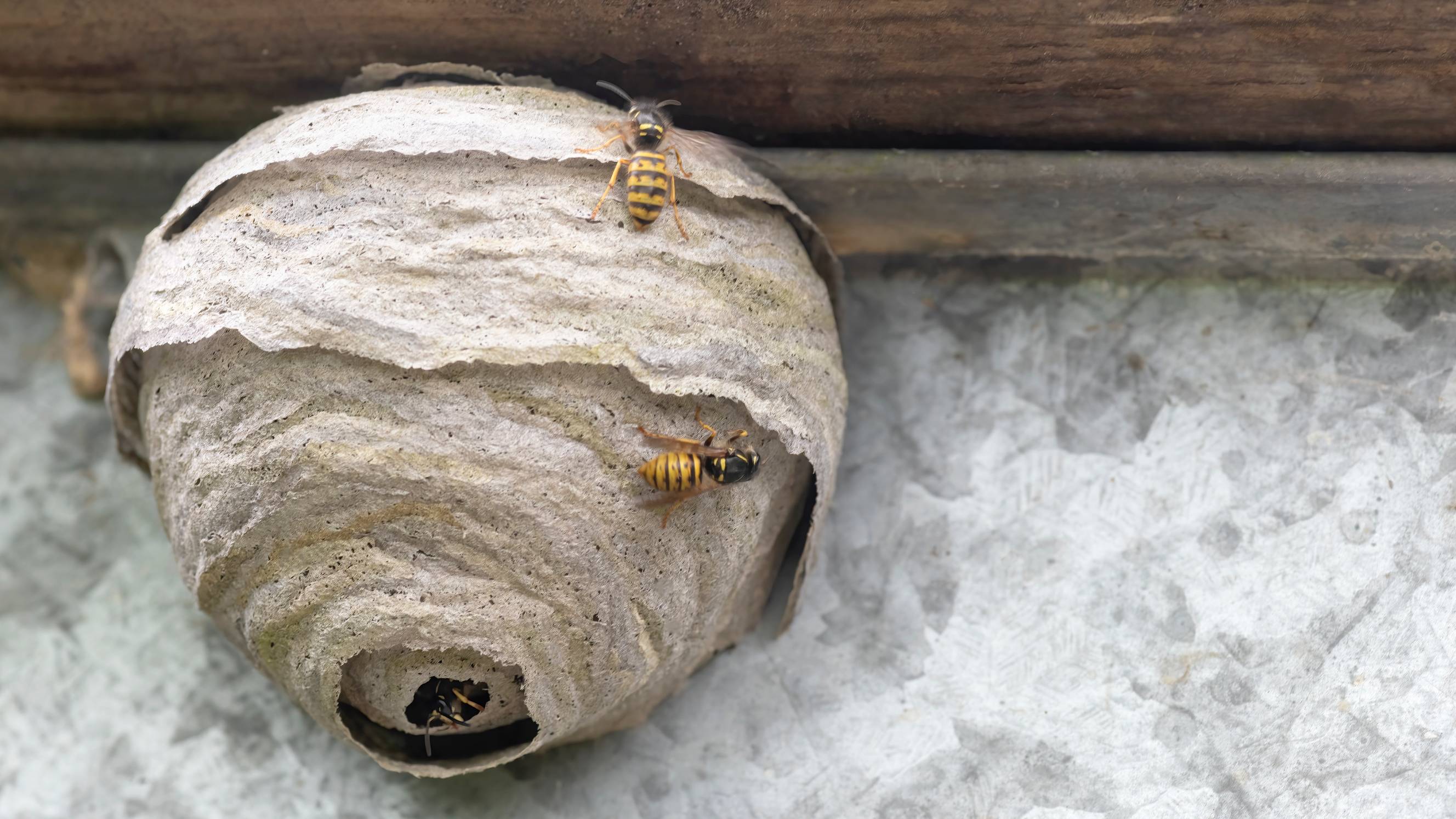 A big wasp nest attached to a home