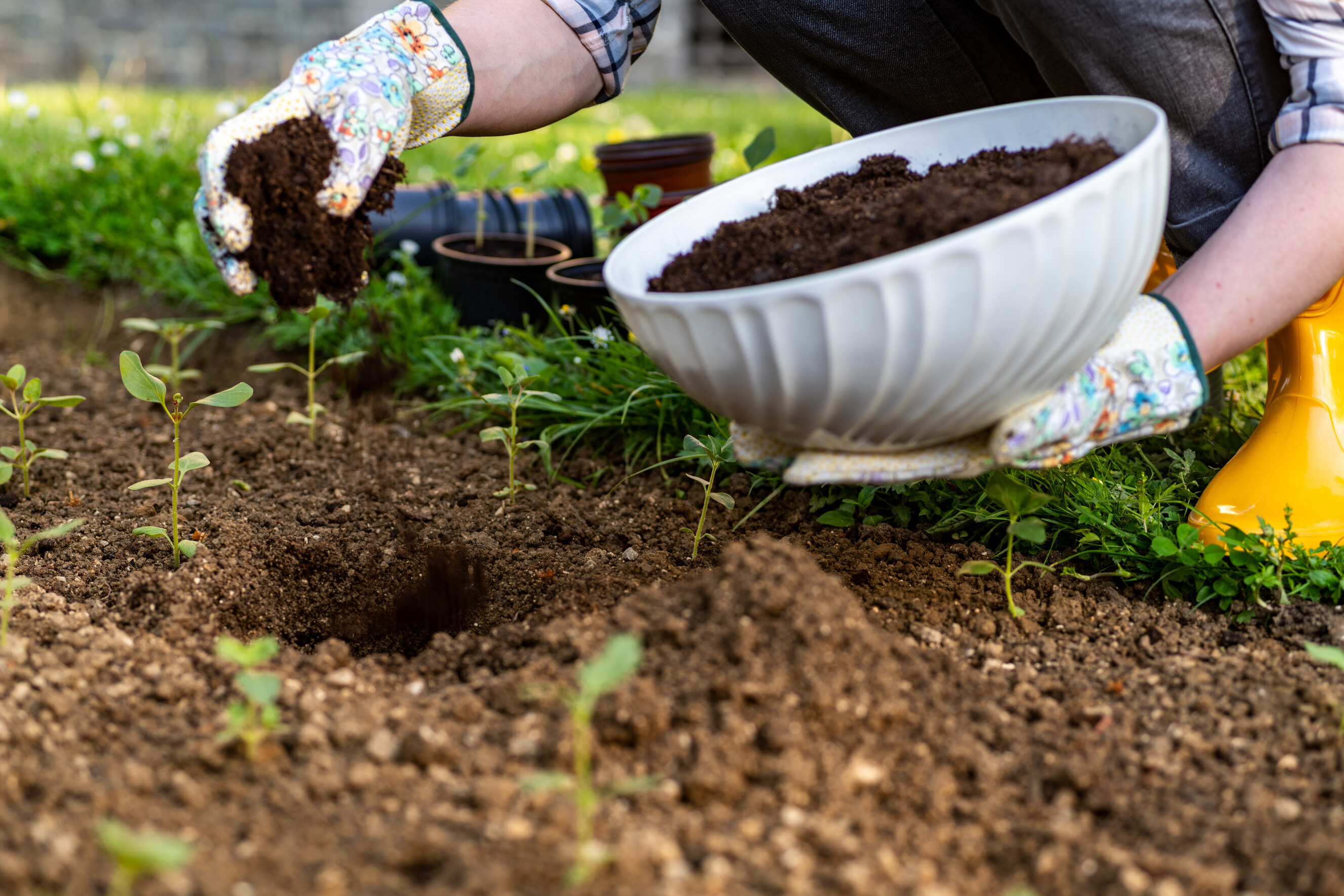 Person planting and fertilizing small plants in outdoor soil.