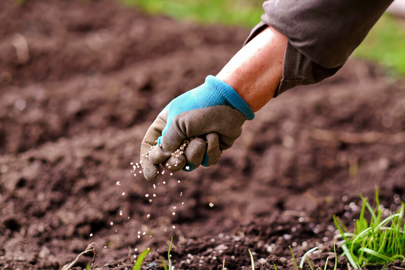 Close-up of a hand applying granular fertilizer over garden soil. - fertilizer vs compost