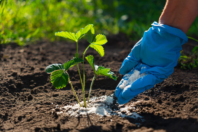 Gardener applying white granular fertilizer to a strawberry plant. - fertilizer vs compost