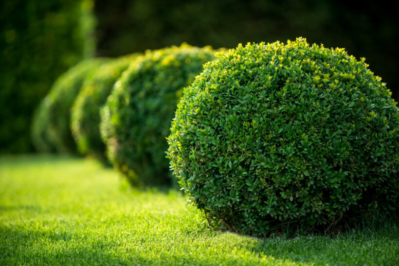 hedge trimming cost - A row of neatly shaped round hedges in a well-maintained garden.