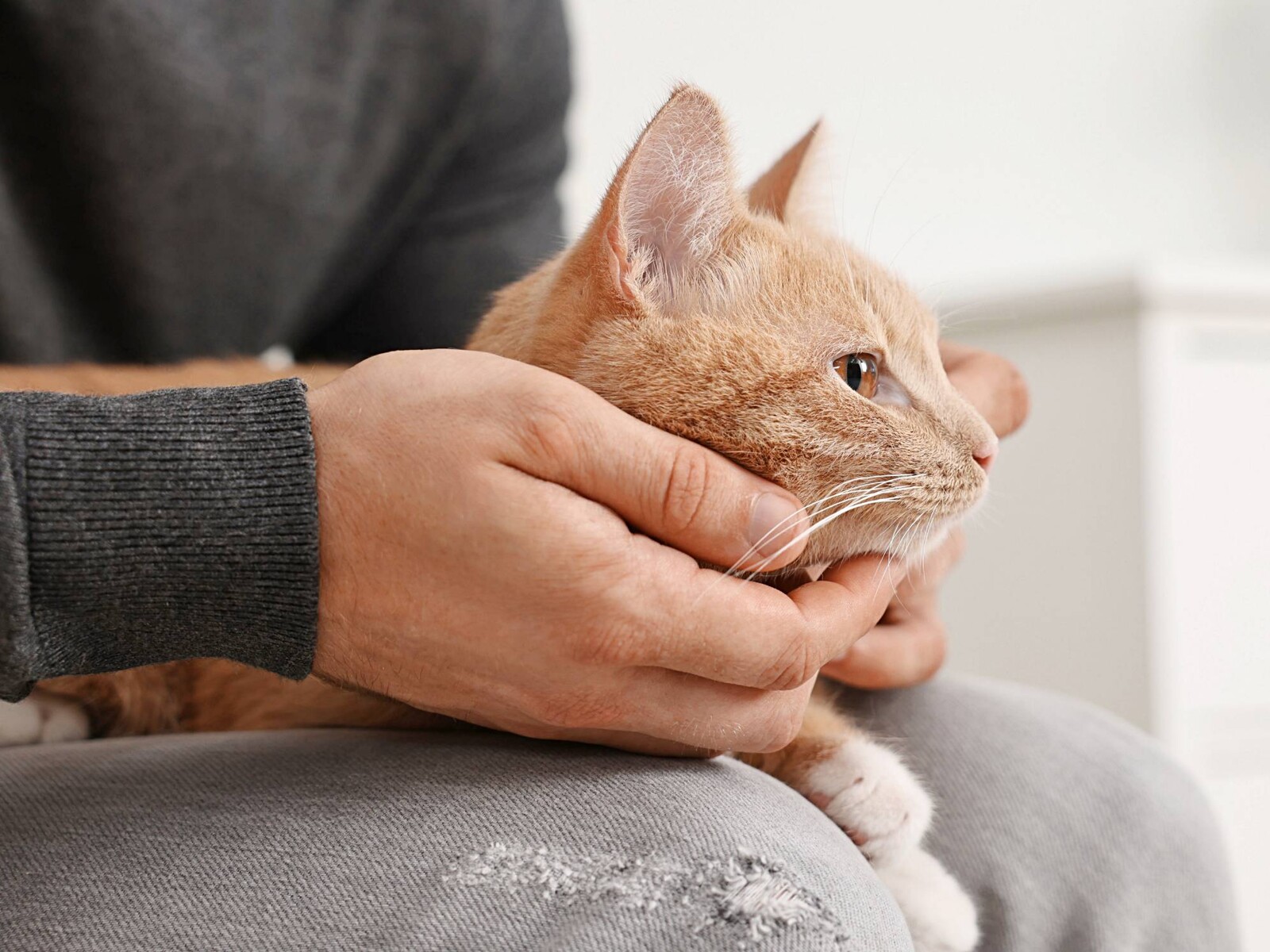 How Much Does a Cat Sitter Cost in the US? [2026 Data] | Airtasker US