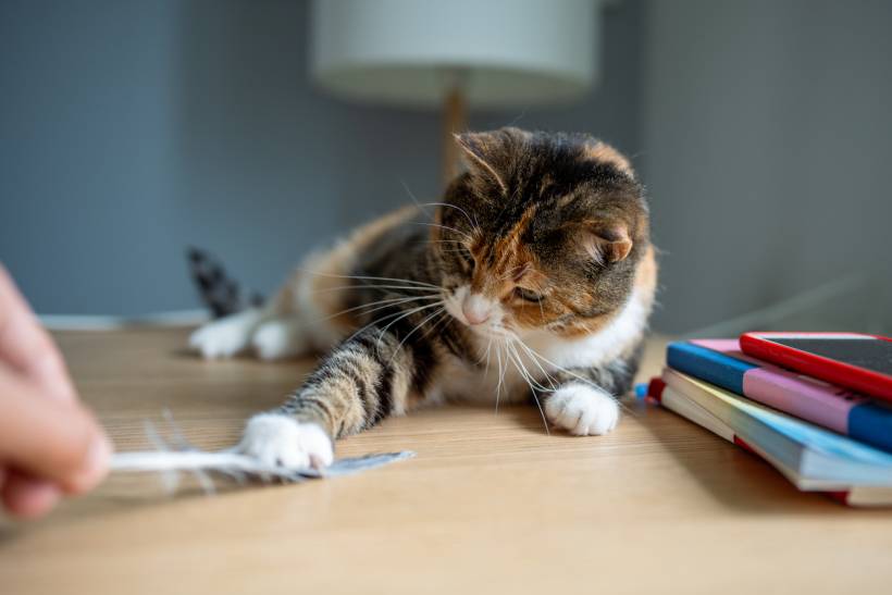 cat sitter cost - Cat playing with a feather toy on a wooden table near notebooks