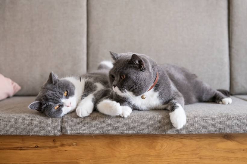 cat sitter cost - Pair of domestic cats lounging together comfortably indoors