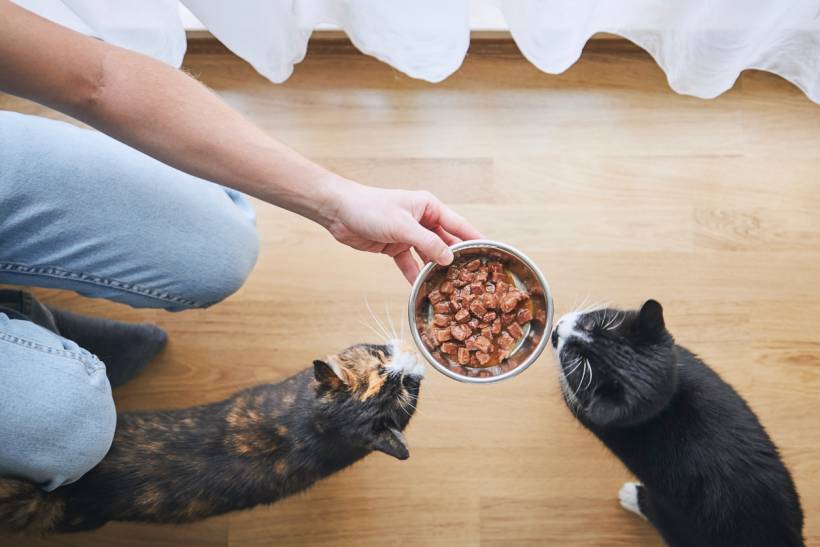 cat sitter cost - Overhead view of cats being offered a bowl of diced pet food