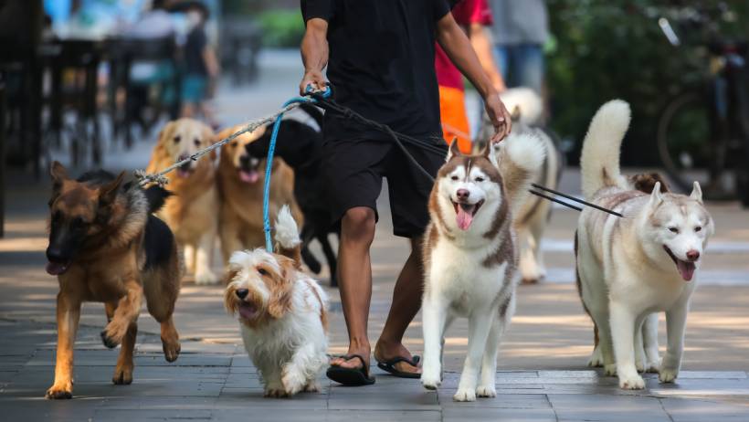 Close-up of several happy dogs on leashes, including a fluffy white and brown terrier mix, participating in a fast-paced dog walking group outdoors. - how much do dog walkers cost