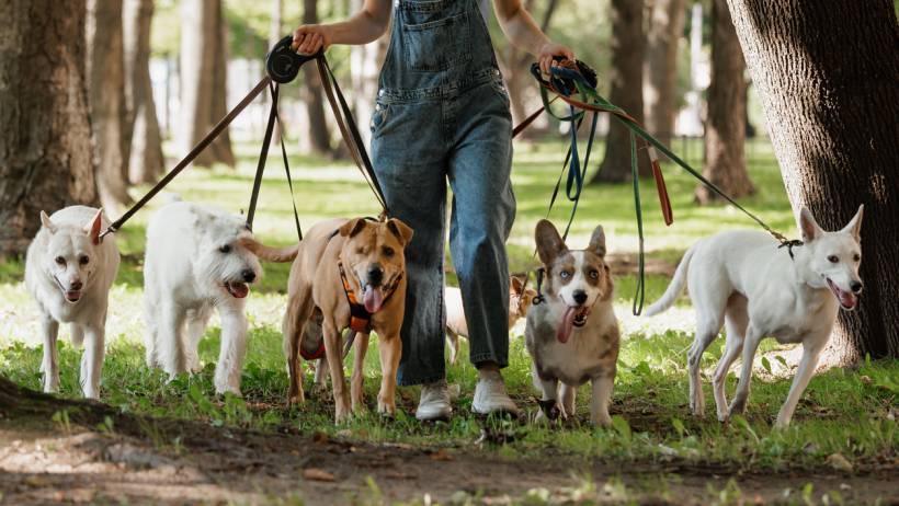 Front view of various dog breeds, including a Corgi and several white dogs, being led on a group dog walk in a wooded area. - dog walking cost
