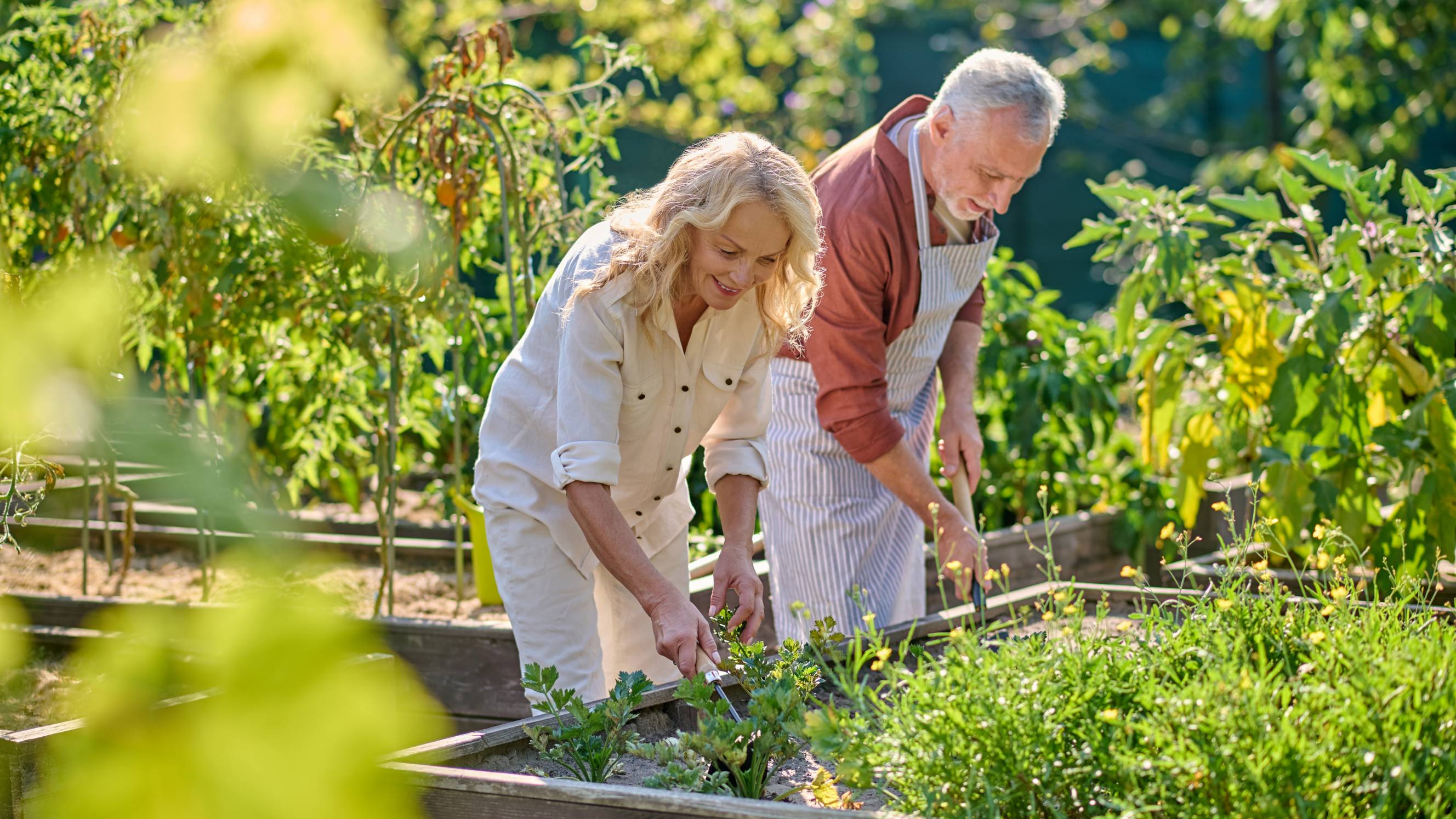 Happy adult woman and man loosening the ground with garden tools on a sunny day