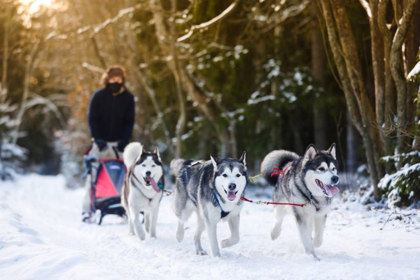 Alaskan Malamute vs. Siberian Husky - Huskies pulling a sled through a snowy forest trail