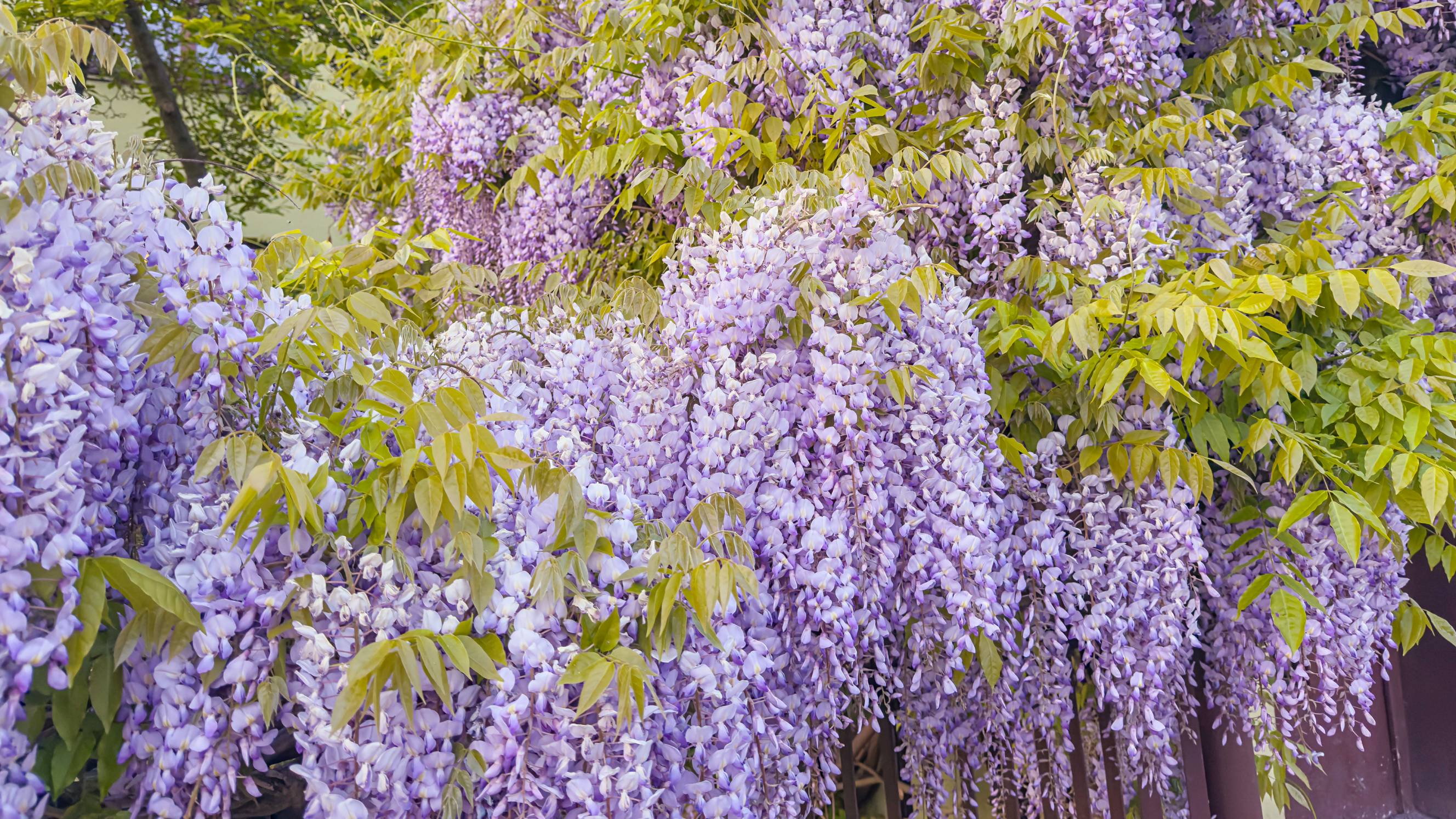 purple wisteria flowers hanging gracefully in full bloom