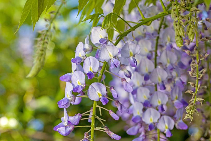 wisteria vs. lilac - Hanging clusters of lavender wisteria flowers in a garden