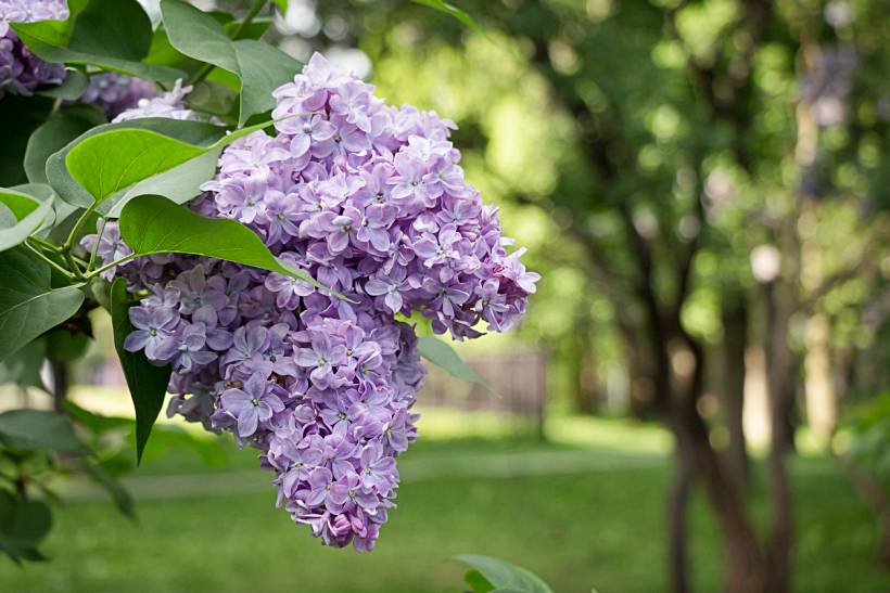wisteria vs. lilac - Blooming lilac flowers against a soft green park background