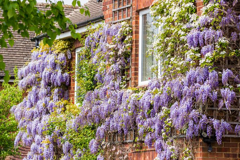 wisteria vs. lilac - Purple wisteria vines covering a brick house exterior