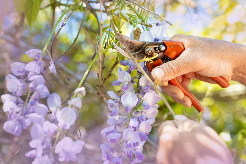 wisteria vs. lilac - Hand pruning purple wisteria flowers with garden shears