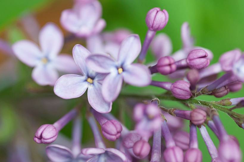 wisteria vs. lilac - Close-up of pale purple lilac flowers and buds
