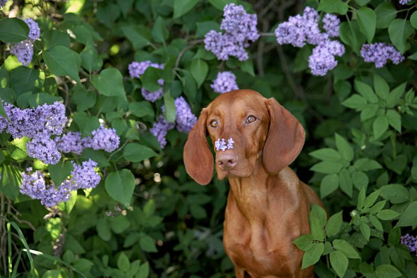 wisteria vs. lilac - Brown dog sitting among purple lilac flowers
