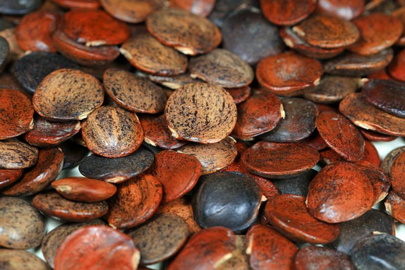 wisteria vs. lilac - Pile of flat reddish-brown wisteria seeds