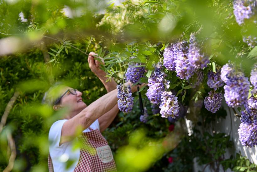 wisteria vs. lilac - Gardener tending purple wisteria flowers in a leafy garden