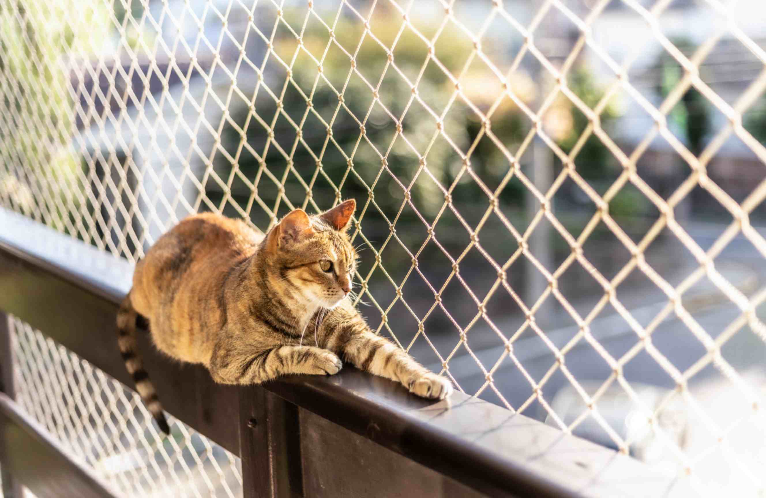 Cat resting beside protective mesh fencing installed around a balcony.