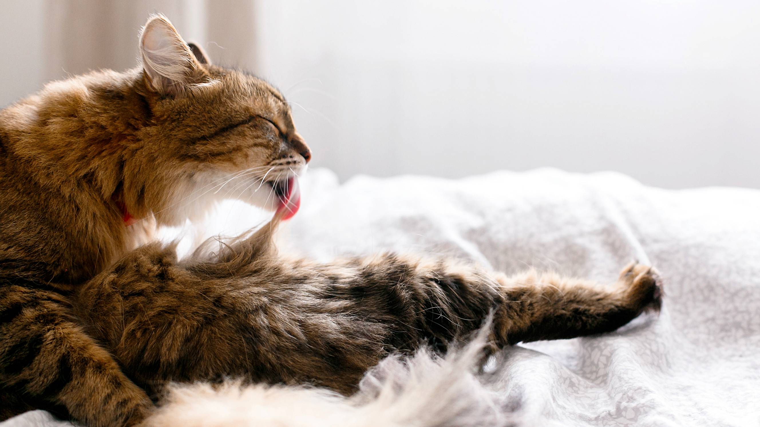 a cat grooming itself on a bed