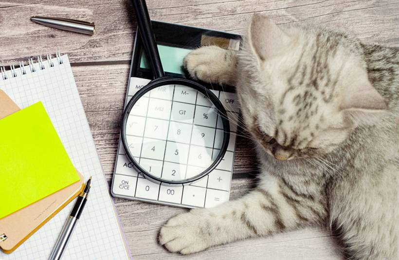 cat grooming cost - Silver tabby cat beside calculator and magnifying glass