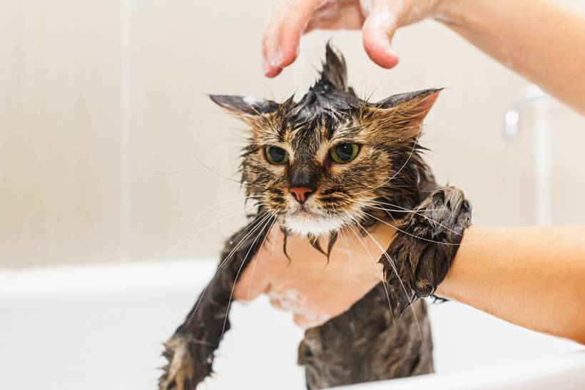 cat grooming cost - Tabby cat receiving a bath during grooming