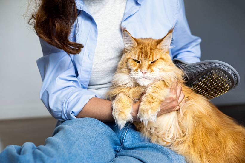 cat grooming cost - Long-haired orange cat held beside grooming brush