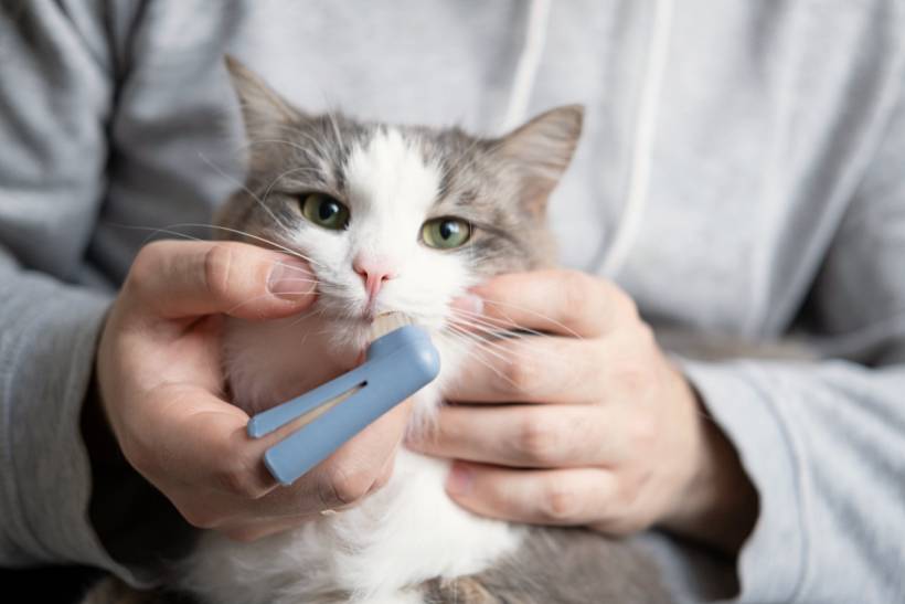 cat grooming cost - Cat receiving dental care with a pet toothbrush